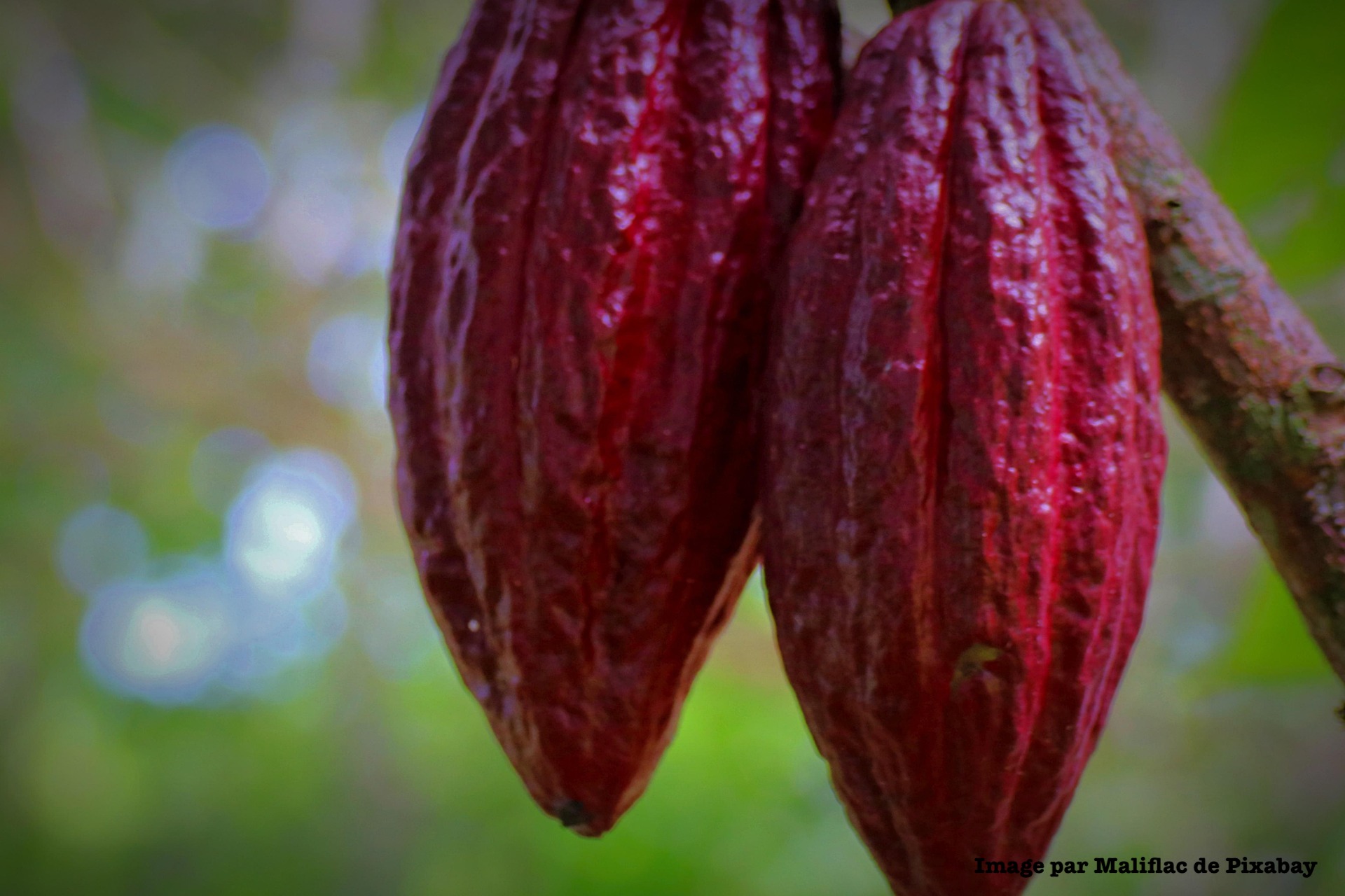 Cercle Cacao et Rose